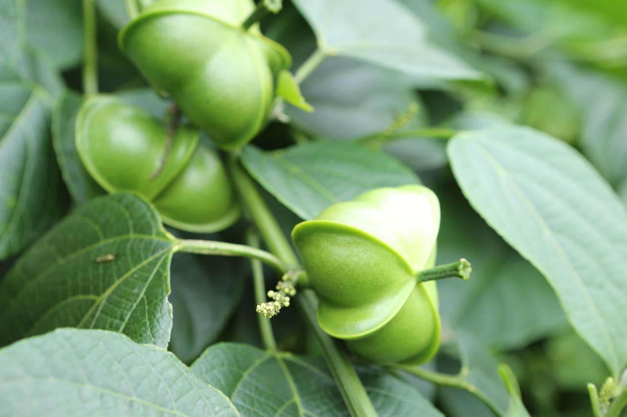 Cápsulas verdes de Sacha Inchi en la mata